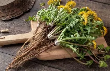 Dandelion root may treat red spots on skin