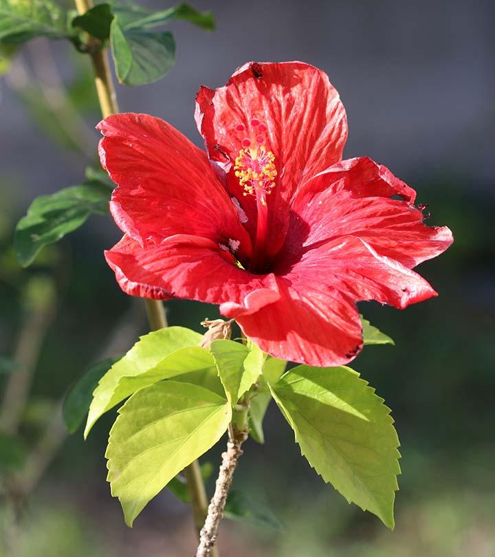 number of petals in hibiscus