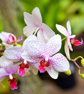Top 25 Beautiful Orchid Flowers