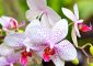 Top 25 Beautiful Orchid Flowers