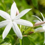 Top 25 Most Beautiful Jasmine Flowers