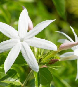 25 Different Types of Jasmine Flowers...