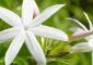 25 Different Types of Jasmine Flowers Acr...