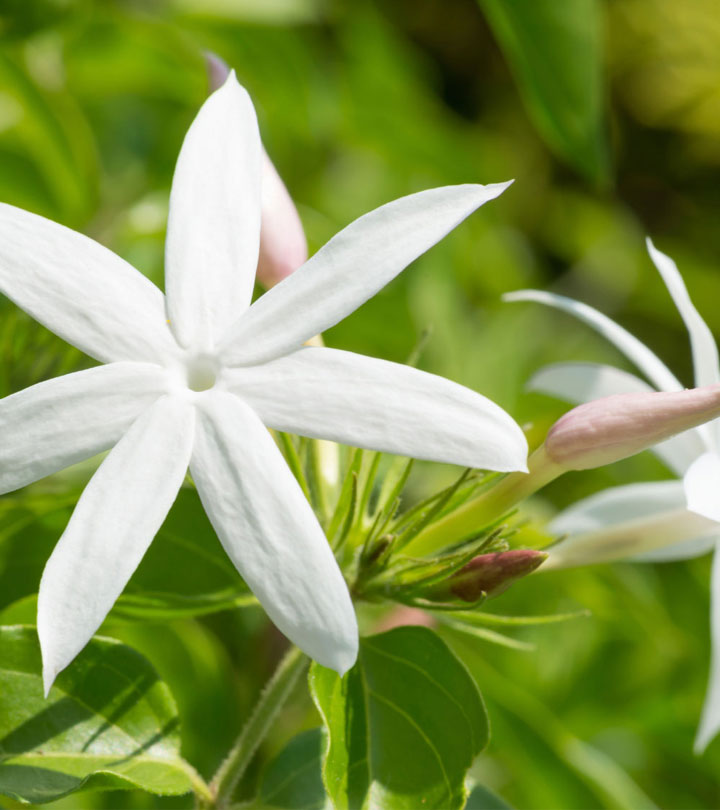 25 Different Types of Jasmine Flowers Across The World