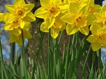 Top 25 Most Beautiful Daffodil Flowers