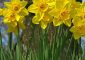 Top 25 Most Beautiful Daffodil Flowers