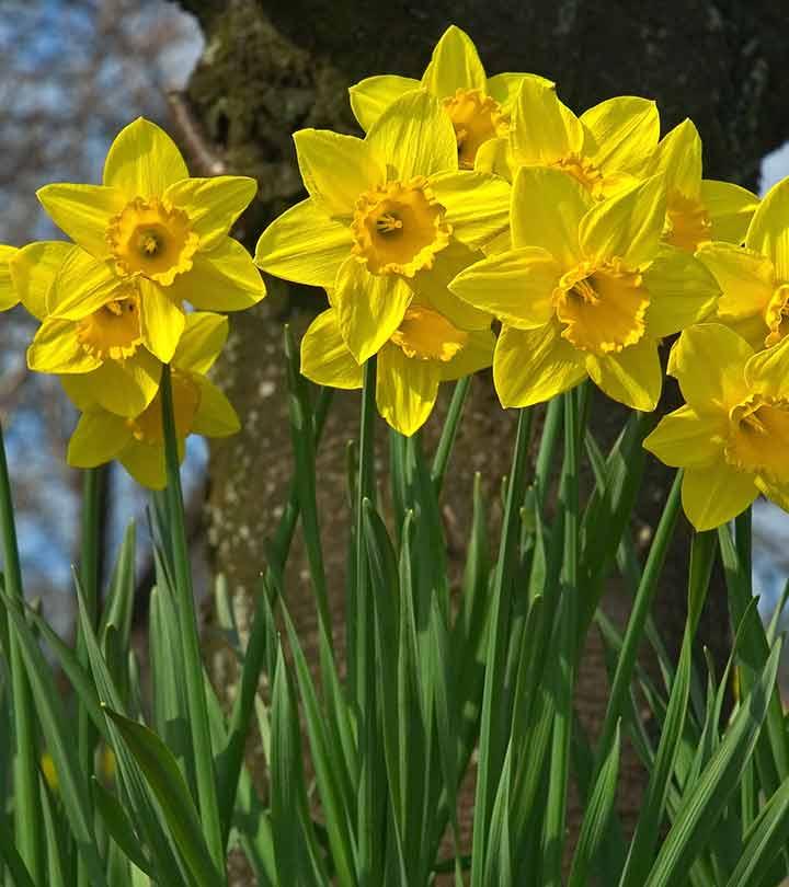 Top 25 Most Beautiful Daffodil Flowers