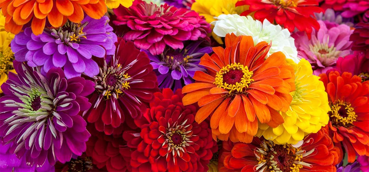 Information On Zinnia Seeds For Sale | informationaboutflowers