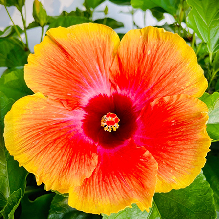 Why the Showy, Short-Lived Hibiscus Is the Flower of Our Time