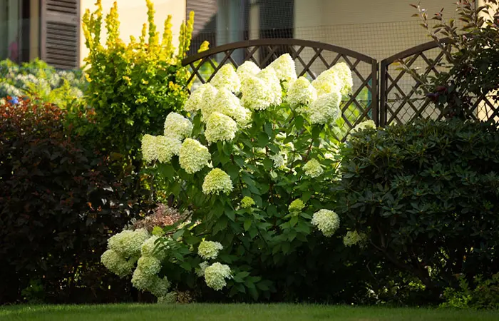 A garden decorated with beautiful hydrangea flowers