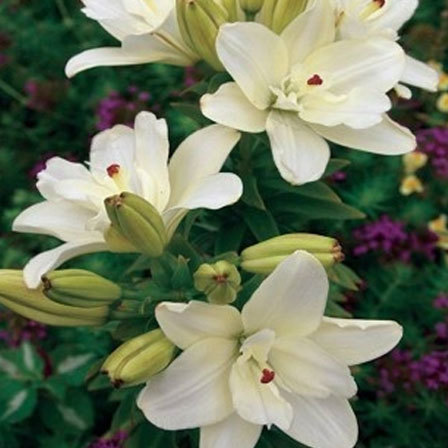 Anne Marie's Dream Double Asiatic Lily