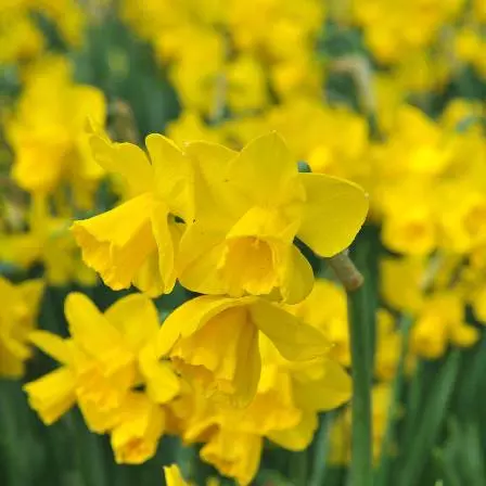 Beautiful quail daffodil flower