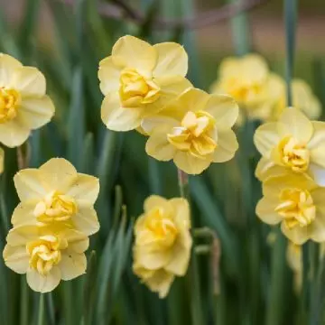 Cheerfulness daffodils in a beautiful garden