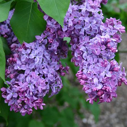 lilac flowers congo