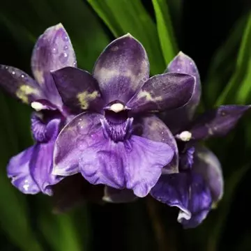 Deep-purple-zygopetalum-orchid