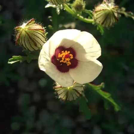 Flower of an hour is a beautiful hibiscus flower