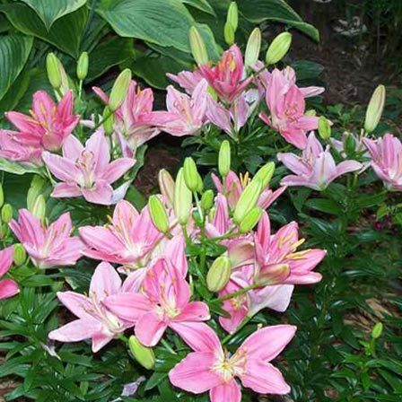 Foxtrot Lily Perennial