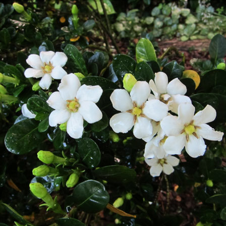 Daruma is a waxy single-flower jasmine