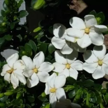 Daisy jasmine with flat white petals