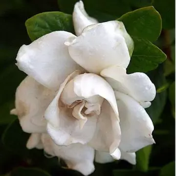 Glazerii is a jasmine with showy, white blooms