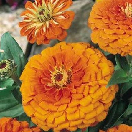 자이언트 오렌지 꽃 자이언트 오렌지 꽃