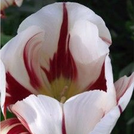Himalayan White Tulip is one of the most beautiful tulip flowers