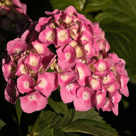 hortênsia macrophylla para sempre rosa
