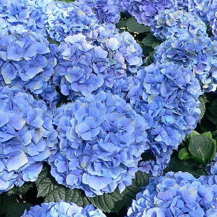 Macrophylla Nikko Blue beautiful hydrangea flowers