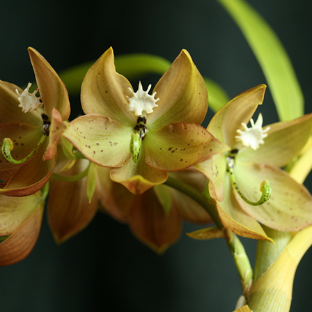 Isolated cycnoches 