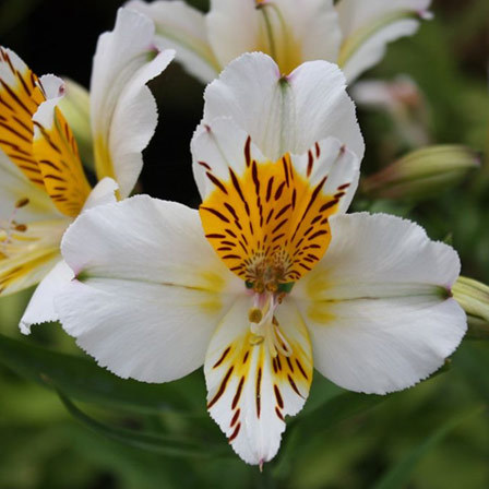 Lilium Apollo Lily