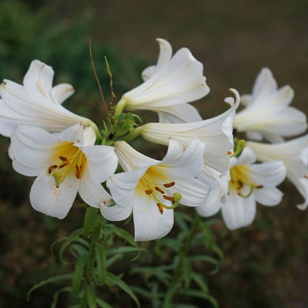 Lily trumpet regales in a garden