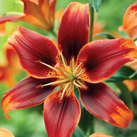 Top 27 Most Beautiful Lilies