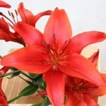 Lily Red County