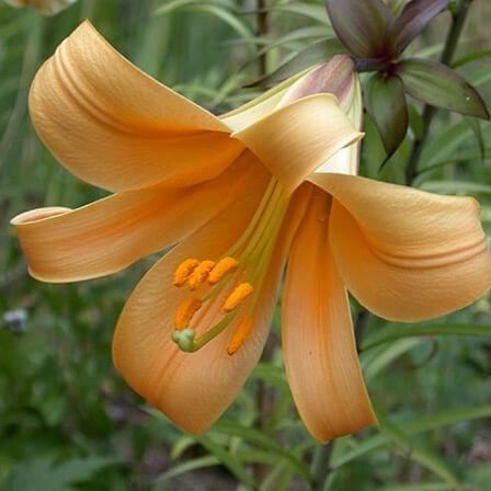 Lily Trumpet African