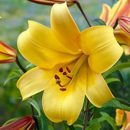 Lily Trumpet Golden Splendour