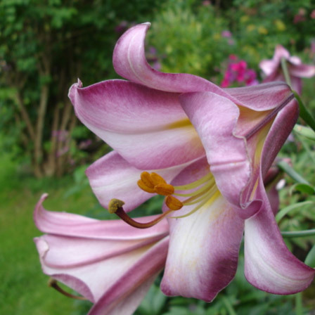 Lily Trumpet Pink Perfection