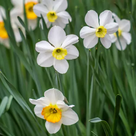 Merlin daffodils in a garden