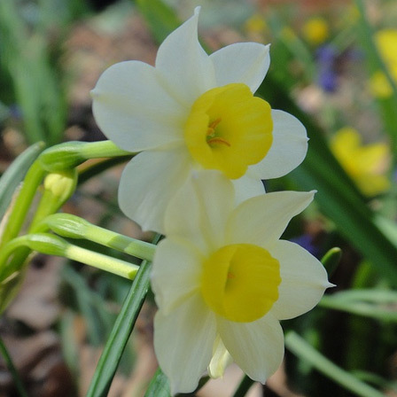 Minnow linda flor de narciso