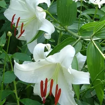 Oriental Lily Casa Blanca