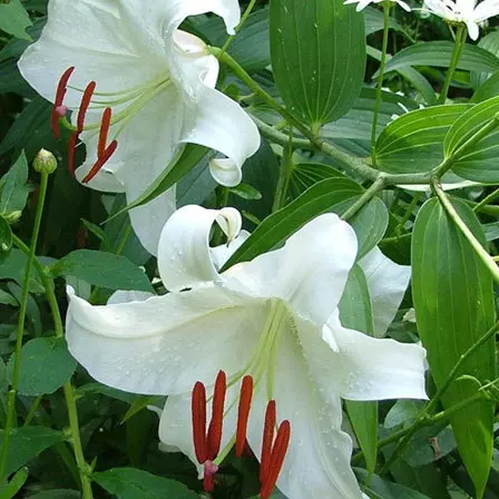 Oriental Lily Casa Blanca