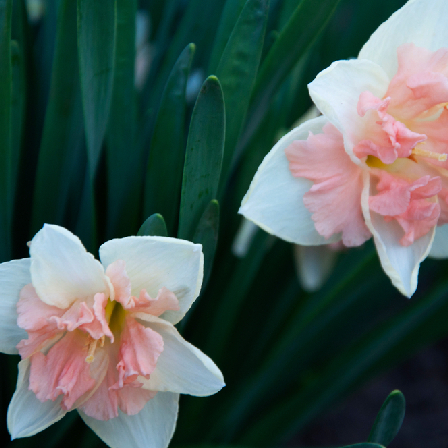Petit four daffodils in a garden