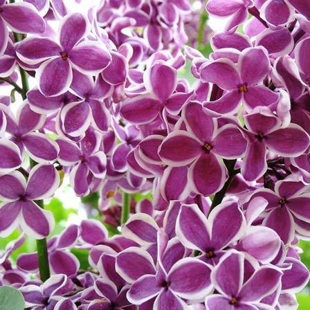 Top 15 Most Beautiful Lilac Flowers