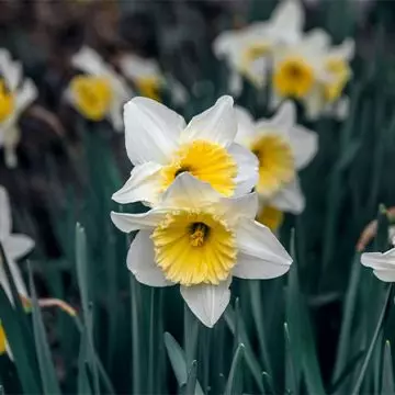 Sovereign daffodils in a garden