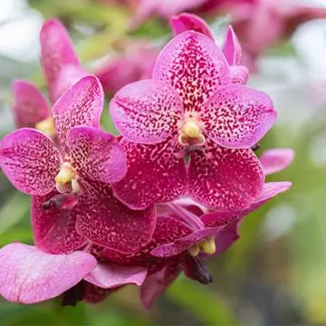 Vanda orchids in a garden