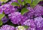 Top 15 Most Beautiful Hydrangea Flowers