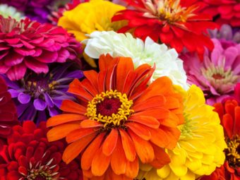 Top-15-Most-Beautiful-Zinnia-Flowers