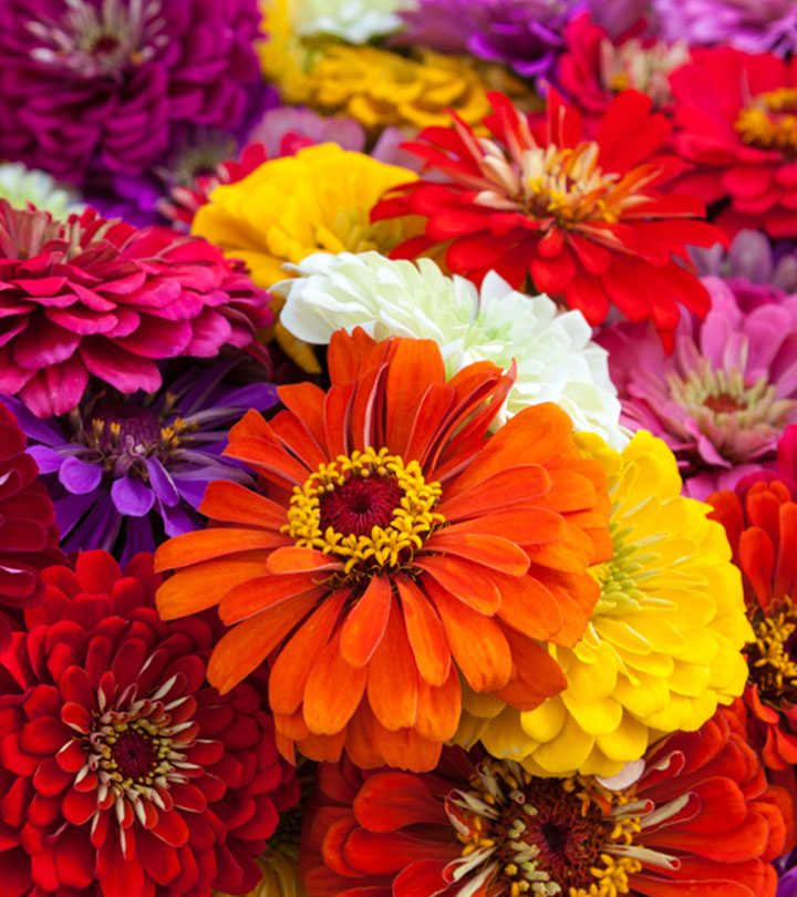 Top 15 Most Beautiful Zinnia Flowers