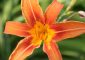 Top 25 Most Beautiful Lilies