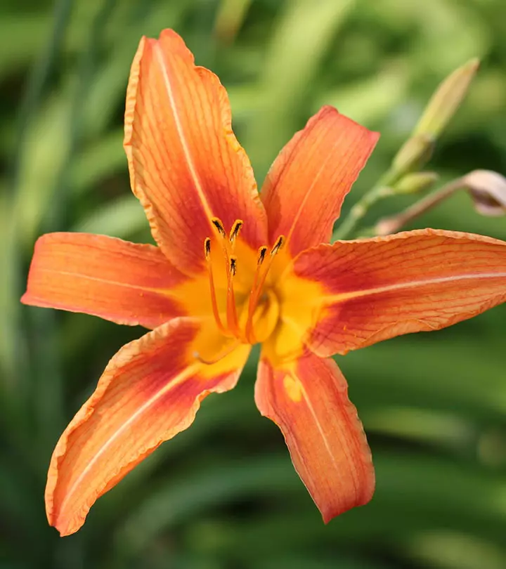 Top 27 Most Beautiful Lilies - Flowers