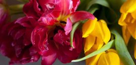 Top 25 Most Beautiful Daffodil Flowers